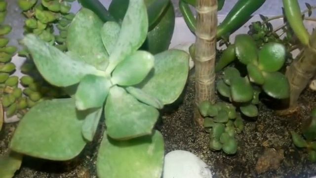 ВЛОГ Как поливать денежные деревья зимой. Котенок лечит. МЛМ. смотреть онлайн