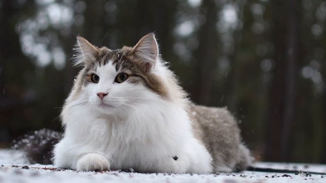 Norwegian Forest Kittens - First Snow смотреть онлайн