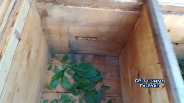 ЯК ПОЗБУТИСЯ ВОСКОВОЇ МОЛІ? НАЙЕФЕКТИВНІШИЙ СПОСІБ боротьби з Воскових Міллю, з Гуцулами?. смотреть онлайн
