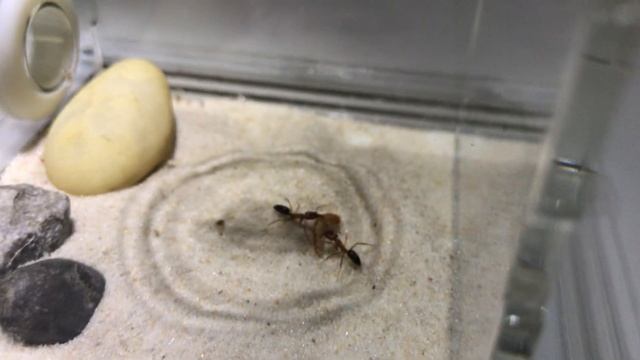 О СОДЕРЖАНИИ ODONTOMACHUS CLARUS смотреть онлайн