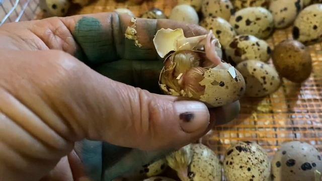 Сложности инкубации перепелов с крупного яйца//Купить инкуб яйцо перепела Украина ?? смотреть онлайн