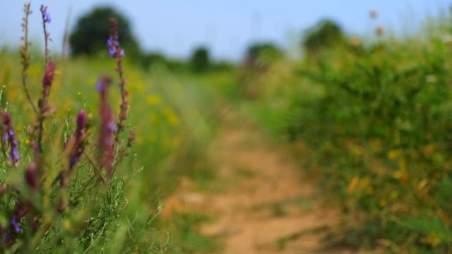 Звуки природы, звуки степи, для релаксации, сна, медитации #звукиприроды #звукистепи #медитация смотреть онлайн