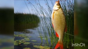 Как, где и на что ловить красноперку? Все в этом видео