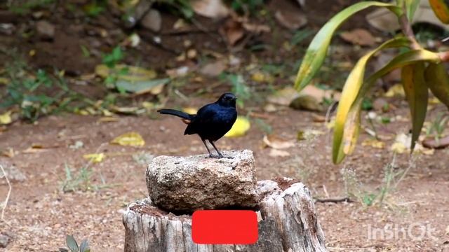 black oracal bird #birds#youtube#video смотреть онлайн