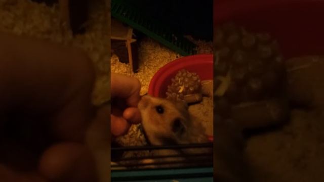 cookie monster my syrian hamster смотреть онлайн