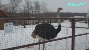 Прогулка по Парку птиц "Воробьи"