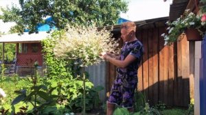 Ива Хакуро Нишики. Обрезка ивы.Уход за ивой ХАКУРО НИШИКИ.