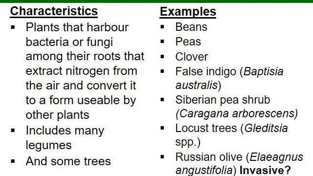 Plant Guilds: Taking Companion Planting to the Next Level смотреть онлайн