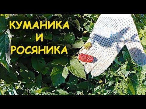 ОСОБЕННОСТИ ВЫРАЩИВАНИЯ ЕЖЕВИКИ // КУМАНИКА И РОСЯНИКА // УРОЖАЙНОСТЬ смотреть онлайн