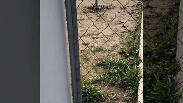 Как крепить сетку рабица? ( How to mount chain-link fencing?) смотреть онлайн