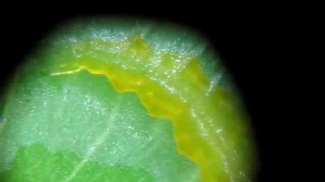 100527 Feeding behaviour of a gracillariid larva смотреть онлайн