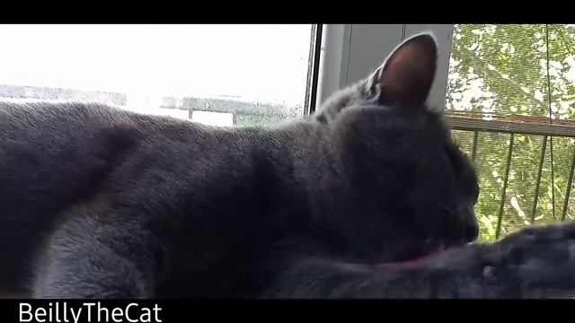 Бэйлли на подоконнике смотреть онлайн