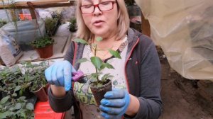 ☘️ГЕОРГИНЫ ПАТИО☘️ ЧЕРЕНКУЮ☘️ЭКСРЕРИМЕНТИРУЮ☘️