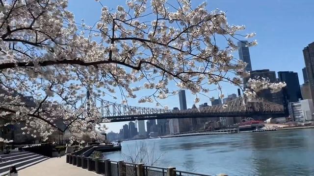 Roosevelt Island Cherry Blossoms Start To Bloom In 2023 смотреть онлайн
