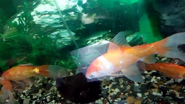 Аквариум Кометы.Помогите вылечить!Краснуха? смотреть онлайн