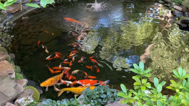 Японски шаран Кои (KOI) смотреть онлайн