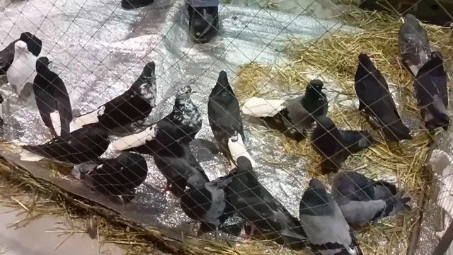 Выставка голубей г.Воронеж 26.11.23