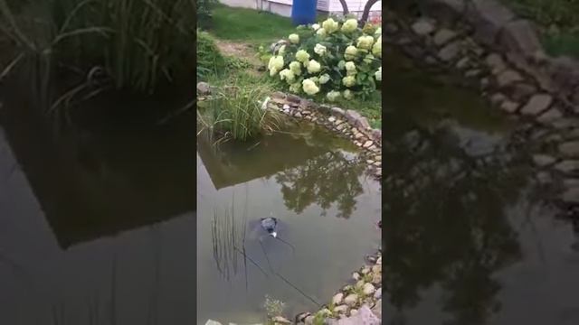 Наша рыбалка в маленькой луже смотреть онлайн