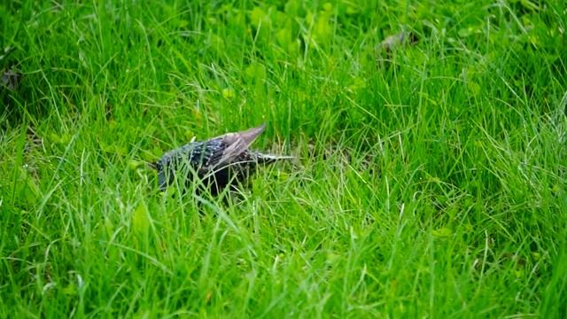 Sony NEX-VG900E Test смотреть онлайн