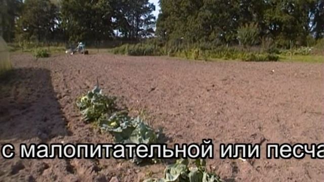 Рожь как сидерат смотреть онлайн