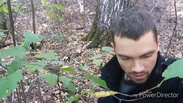 Сбор грибов! Сбор осенних, ТОЛСТОНОГИХ опят от 07.10.2017 смотреть онлайн