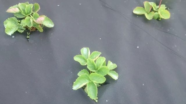 Важно! Осенняя подкормка земляники. смотреть онлайн