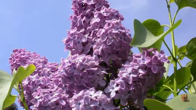 Одинокая ветка сирени смотреть онлайн