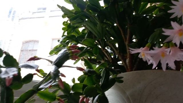 ? РИПСАЛИДОПСИСЫ ? ЦВЕТЕНИЕ НАЧАЛОСЬ !? смотреть онлайн