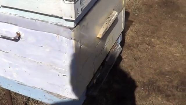 Пчёлы при +1 в тени, +собака на пасеке. смотреть онлайн