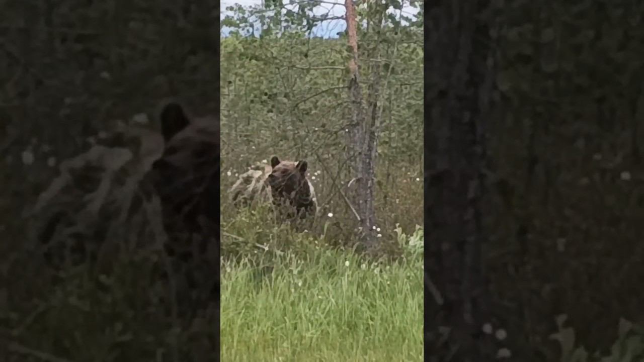 Белоярский. Уже месяц медведя видят в одном и том же районе. Возле дач и детского летнего лагеря смотреть онлайн