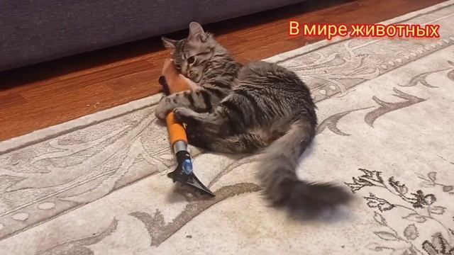 Котенок Кузя поздравляет всех с 23 февраля. Помогает по хозяйству. смотреть онлайн