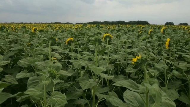 Подсолнечник Суматра от Syngenta. Подводим итоги. смотреть онлайн