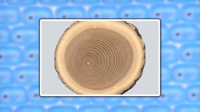 Внутреннее строение стебля смотреть онлайн