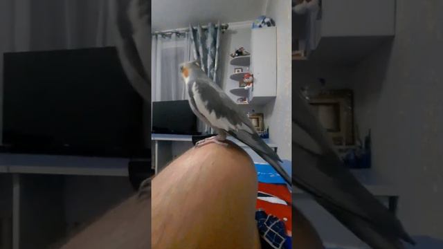 Попугай корелла кричит