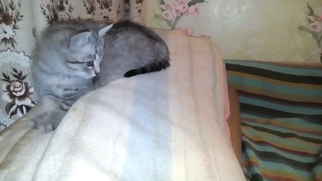 Коты бойцы захват работа задними лапами смотреть онлайн