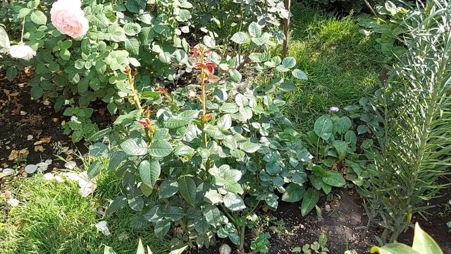 Уход за розами. Все вопросы и все ответы. смотреть онлайн