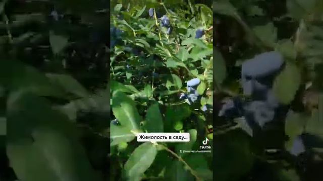 Жимолость в Вашем саду... смотреть онлайн