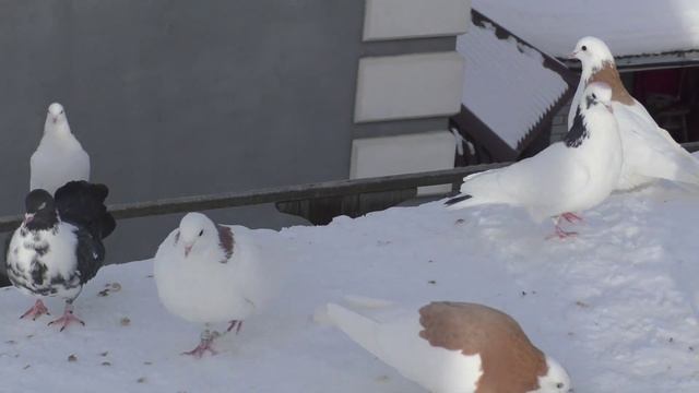 21 января. 🕊️ голуби в небесах и на крыше. смотреть онлайн