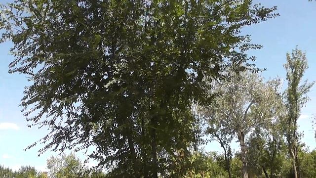 Оренбург. Диана Кан. Рецензирую недавно отремонтированный парк смотреть онлайн