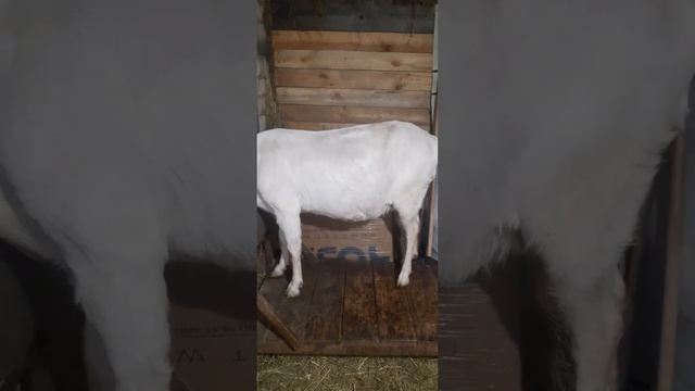 Про запуск козы/в ожидании окотов? смотреть онлайн