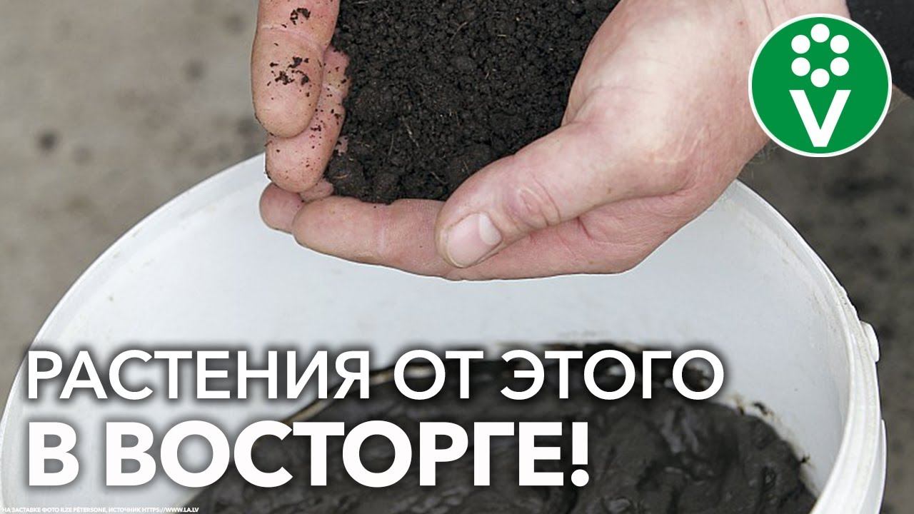 ПОЧВА СТАНЕТ ЗДОРОВЕЕ, ЛИШЬ ДОБАВЬТЕ САПРОПЕЛЯ! И никакой «черной ножки» у рассады! смотреть онлайн