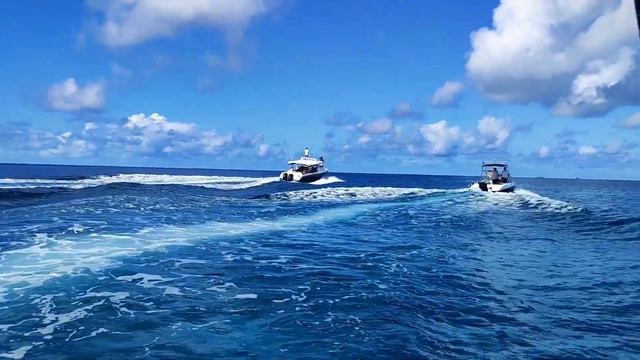 16.Мальдивы . Тур на китовых акул .Цены. Рыбалка , готовим рыбу на гриле . остров Дангети. смотреть онлайн