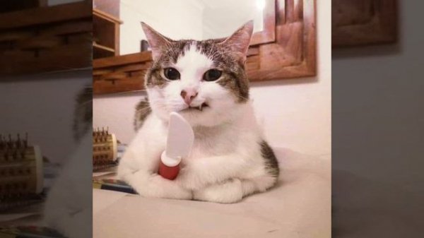 I got love speed up??