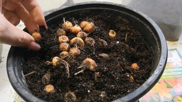 Crocosmia без замачивания и обезараживания (эксперимент) смотреть онлайн