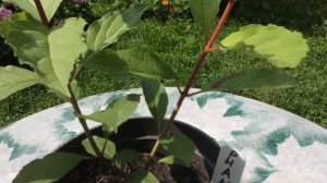 Метельчатая Гортензия. Формирование штамба,начиная с черенка. 29.07.20. Часть №2.