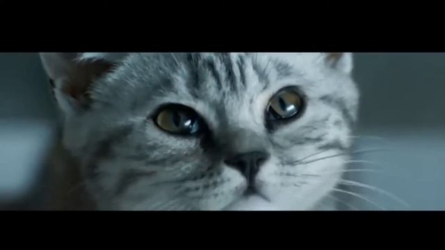 Шотландская вислоухая кошка смотреть онлайн