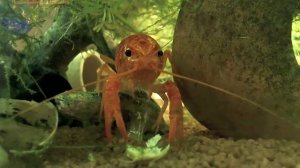 Мексиканский карликовый оранжевый рак ( Cambarellus patzcuarensis sp. Orange )