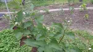 Ремонтантная ежевика обрезку не делал - результат.