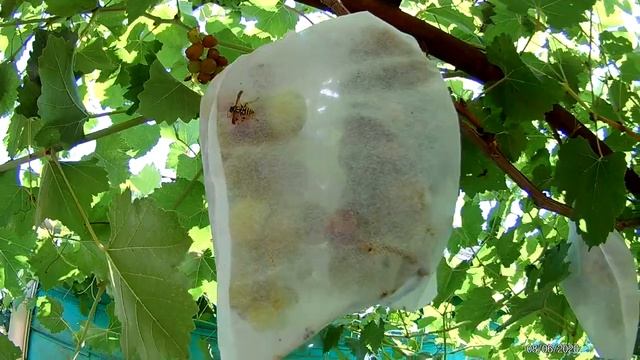 Мешочки на винограде от ос смотреть онлайн