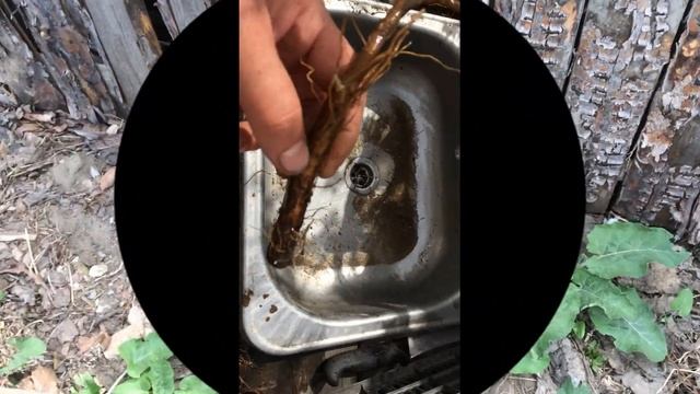 Вегетарианство.Еда с огорода топинамбур и лопух смотреть онлайн